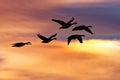 Snow Geese Flying at Sunrise Royalty Free Stock Photo