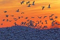 Snow Geese Flying at Sunrise Royalty Free Stock Photo