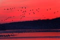 Snow Geese Flying at Sunrise Royalty Free Stock Photo