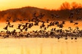 Snow Geese Flying at Sunrise Royalty Free Stock Photo