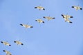 Snow Geese Formation Royalty Free Stock Photo