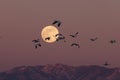 Snow geese and full moon  Bernardo Waterfowl Area Ã¢â¬â Bosque, New Mexico USA Royalty Free Stock Photo