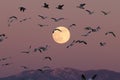 Snow geese and full moon  Bernardo Waterfowl Area Ã¢â¬â Bosque, New Mexico USA Royalty Free Stock Photo