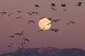 Snow geese and full moon  Bernardo Waterfowl Area Ã¢â¬â Bosque, New Mexico USA Royalty Free Stock Photo