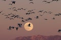 Snow geese and full moon  Bernardo Waterfowl Area Ã¢â¬â Bosque, New Mexico USA Royalty Free Stock Photo