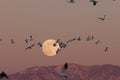 Snow geese and full moon  Bernardo Waterfowl Area Ã¢â¬â Bosque, New Mexico USA Royalty Free Stock Photo