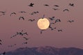 Snow geese and full moon  Bernardo Waterfowl Area Ã¢â¬â Bosque, New Mexico USA Royalty Free Stock Photo