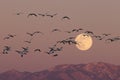 Snow geese and full moon  Bernardo Waterfowl Area Ã¢â¬â Bosque, New Mexico USA Royalty Free Stock Photo