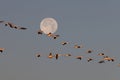 Snow geese and full moon  Bernardo Waterfowl Area Ã¢â¬â Bosque, New Mexico USA Royalty Free Stock Photo