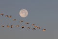 Snow geese and full moon  Bernardo Waterfowl Area Ã¢â¬â Bosque, New Mexico USA Royalty Free Stock Photo