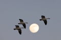 Snow geese and full moon  Bernardo Waterfowl Area Ã¢â¬â Bosque, New Mexico USA Royalty Free Stock Photo