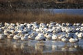 Snow Geese Royalty Free Stock Photo