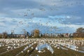 Snowgeese Landing Richmond BC