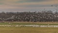 Snow Geese Gathering for Evening Feeding