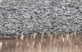 Snow geese & grass Royalty Free Stock Photo