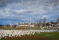 Garry Point Snowgeese Flocks