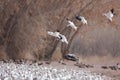 Snow geese landing