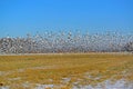 Snow Geese Lift Off