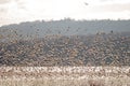 Snow Geese Mass Flight Royalty Free Stock Photo