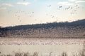 Snow Geese Mass Flight Royalty Free Stock Photo