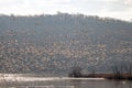 Snow Geese Mass Flight Royalty Free Stock Photo