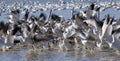 Snow geese migration 2 - some grain Royalty Free Stock Photo