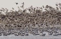 Snow geese migration 2-some noise