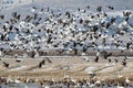 Snow geese migration Royalty Free Stock Photo