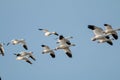 Snow geese migration Royalty Free Stock Photo