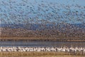 Snow geese migration Royalty Free Stock Photo