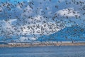 Snow Geese Migration