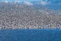 Snow Geese Migration Royalty Free Stock Photo