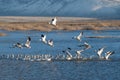 Snow Geese Migration Royalty Free Stock Photo