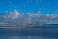 Snow Geese Migration Royalty Free Stock Photo