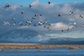 Snow Geese Migration Royalty Free Stock Photo