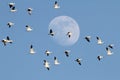 Snow Geese With Moon Royalty Free Stock Photo