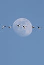 Snow Geese With Moon Royalty Free Stock Photo