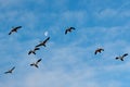 Snow Geese and Moon Royalty Free Stock Photo