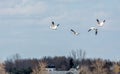 Snow Geese over a Corn Field,Quebec, Canada Royalty Free Stock Photo