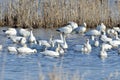 Snow Geese In Pool