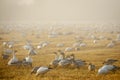 Snow Geese Rest On Arriving From Their Migration From Wrangel Island, Russia. Royalty Free Stock Photo