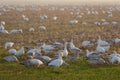 Snow Geese Rest On Arriving From Their Migration From Wrangel Island, Russia. Royalty Free Stock Photo