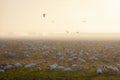 Snow Geese Rest On Arriving From Their Migration From Wrangel Island, Russia. Royalty Free Stock Photo