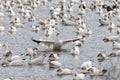 Snow Geese on river wings out