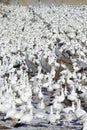 Snow geese and Sandhill cranes on frozen field at the Bosque del Apache National Wildlife Refuge, near San Antonio and Socorro, Ne Royalty Free Stock Photo