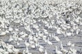 Snow geese and Sandhill cranes on frozen field at the Bosque del Apache National Wildlife Refuge, near San Antonio and Socorro, Ne Royalty Free Stock Photo