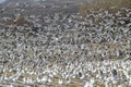 Snow geese and Sandhill cranes take flight over a frozen field at the Bosque del Apache National Wildlife Refuge, near San Antonio Royalty Free Stock Photo