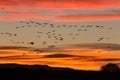 Snow Geese Silhouetted in Flight Royalty Free Stock Photo