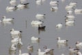 Snow geese Royalty Free Stock Photo