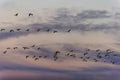 Migrating snow geese take flight Royalty Free Stock Photo